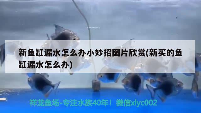 新魚(yú)缸漏水怎么辦小妙招圖片欣賞(新買的魚(yú)缸漏水怎么辦) 新加坡號(hào)半紅龍魚(yú)（練手級(jí)紅龍魚(yú)）