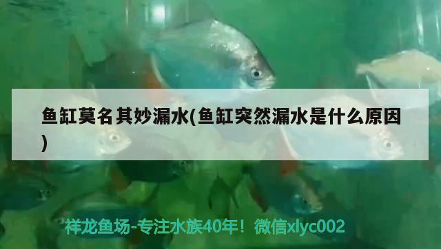 魚缸莫名其妙漏水(魚缸突然漏水是什么原因) 鸚鵡魚