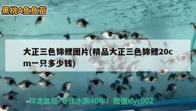 大正三色錦鯉圖片(精品大正三色錦鯉20cm一只多少錢) 三色錦鯉魚