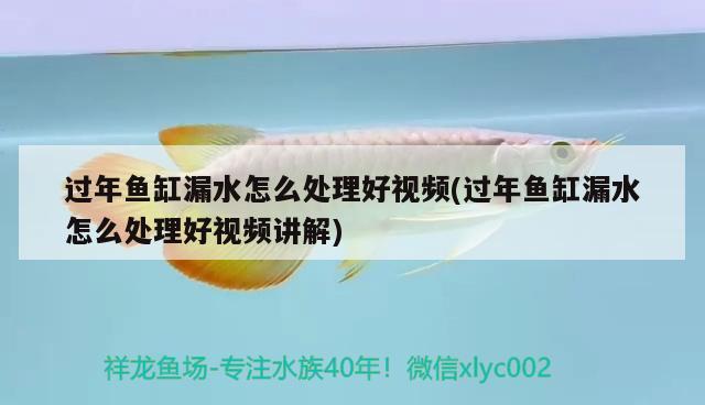 過年魚缸漏水怎么處理好視頻(過年魚缸漏水怎么處理好視頻講解) 白玉紅龍魚