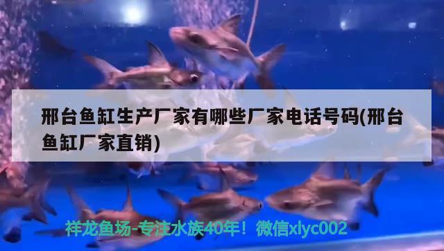 邢臺魚缸生產(chǎn)廠家有哪些廠家電話號碼(邢臺魚缸廠家直銷) 申古銀版魚