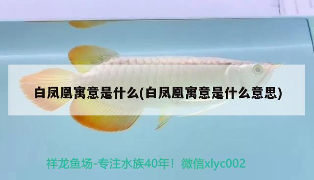 白鳳凰寓意是什么(白鳳凰寓意是什么意思) 觀賞魚