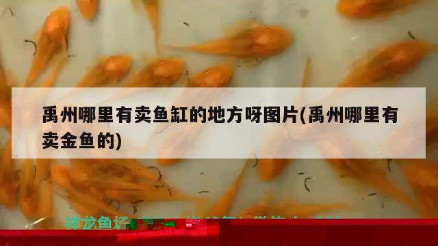 魚缸海鹽放多少合適(魚缸海鹽的用法) 養(yǎng)魚知識(shí)