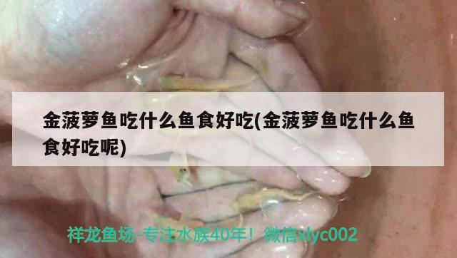 金菠蘿魚吃什么魚食好吃(金菠蘿魚吃什么魚食好吃呢) 觀賞魚 第1張