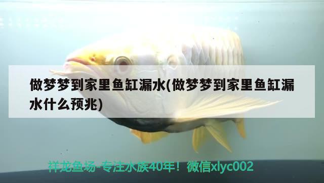 做夢夢到家里魚缸漏水(做夢夢到家里魚缸漏水什么預(yù)兆)