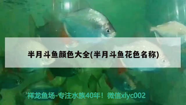 半月斗魚(yú)顏色大全(半月斗魚(yú)花色名稱)