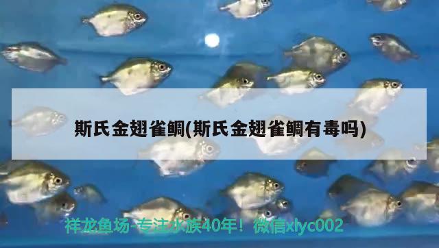 斯氏金翅雀鯛(斯氏金翅雀鯛有毒嗎) 觀賞魚