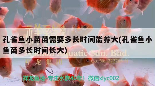 孔雀魚小苗苗需要多長時間能養(yǎng)大(孔雀魚小魚苗多長時間長大) 觀賞魚