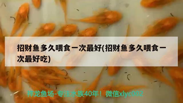 招財(cái)魚(yú)多久喂食一次最好(招財(cái)魚(yú)多久喂食一次最好吃) 觀賞魚(yú)