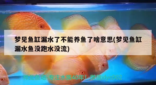 夢見魚缸漏水了不能養(yǎng)魚了啥意思(夢見魚缸漏水魚沒跑水沒流)