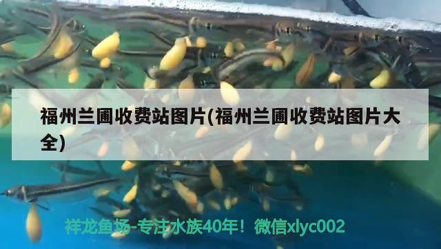 福州蘭圃收費(fèi)站圖片(福州蘭圃收費(fèi)站圖片大全) 觀賞魚(yú)