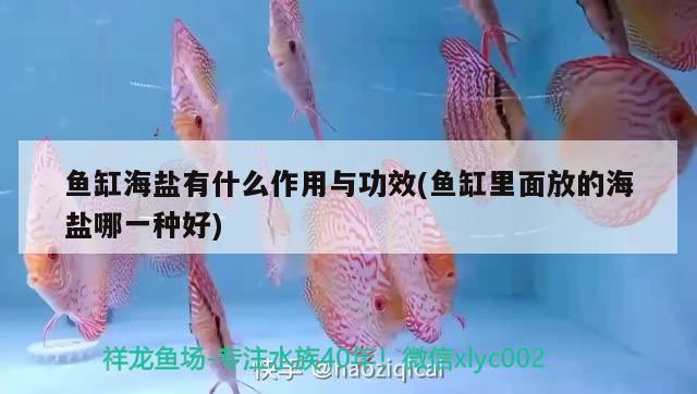 魚缸海鹽有什么作用與功效(魚缸里面放的海鹽哪一種好)