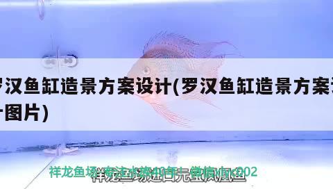 羅漢魚(yú)缸造景方案設(shè)計(jì)(羅漢魚(yú)缸造景方案設(shè)計(jì)圖片)