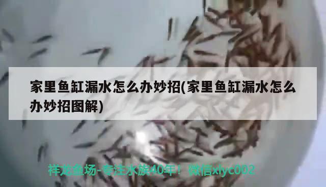 家里魚缸漏水怎么辦妙招(家里魚缸漏水怎么辦妙招圖解)