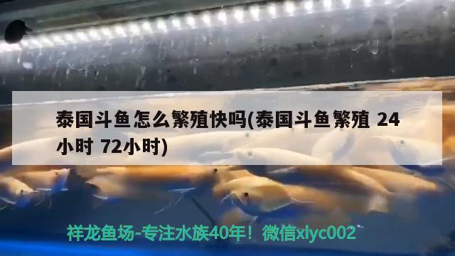 泰國(guó)斗魚(yú)怎么繁殖快嗎(泰國(guó)斗魚(yú)繁殖24小時(shí)72小時(shí)) 泰國(guó)斗魚(yú)