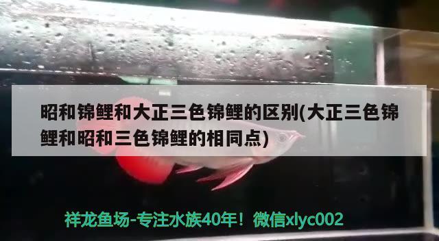 昭和錦鯉和大正三色錦鯉的區(qū)別(大正三色錦鯉和昭和三色錦鯉的相同點(diǎn))