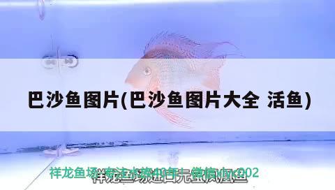 巴沙魚圖片(巴沙魚圖片大全活魚) 觀賞魚