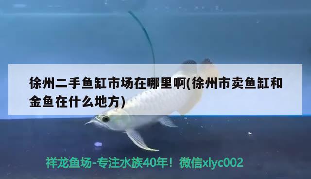 徐州二手魚缸市場在哪里啊(徐州市賣魚缸和金魚在什么地方)