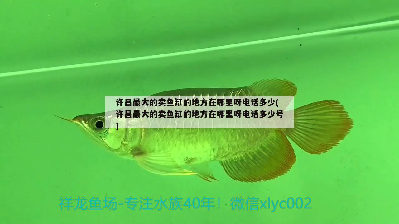 許昌最大的賣魚缸的地方在哪里呀電話多少(許昌最大的賣魚缸的地方在哪里呀電話多少號)