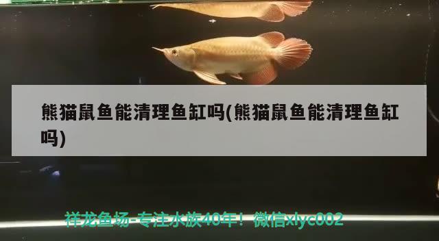 熊貓鼠魚能清理魚缸嗎(熊貓鼠魚能清理魚缸嗎)