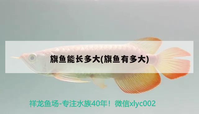 旗魚能長(zhǎng)多大(旗魚有多大) 觀賞魚