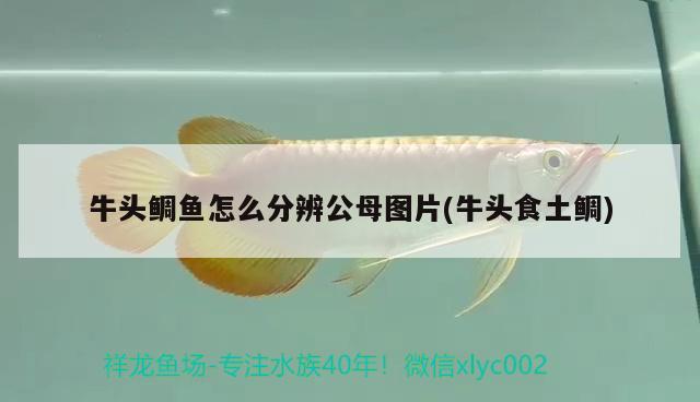 牛頭鯛魚怎么分辨公母圖片(牛頭食土鯛) 觀賞魚