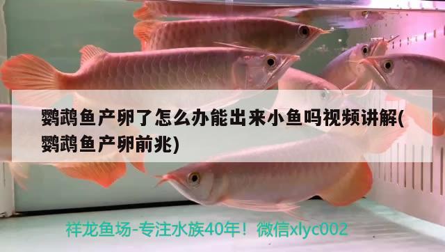 鸚鵡魚(yú)產(chǎn)卵了怎么辦能出來(lái)小魚(yú)嗎視頻講解(鸚鵡魚(yú)產(chǎn)卵前兆)