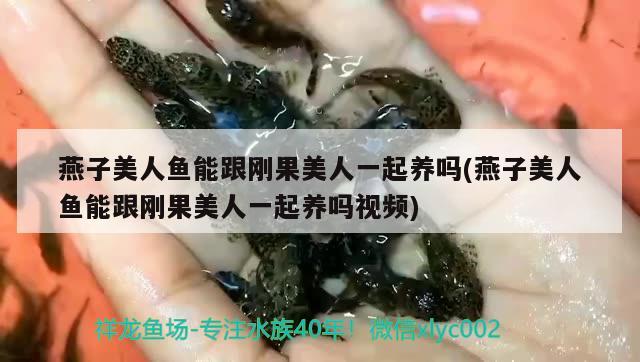 燕子美人魚能跟剛果美人一起養(yǎng)嗎(燕子美人魚能跟剛果美人一起養(yǎng)嗎視頻)