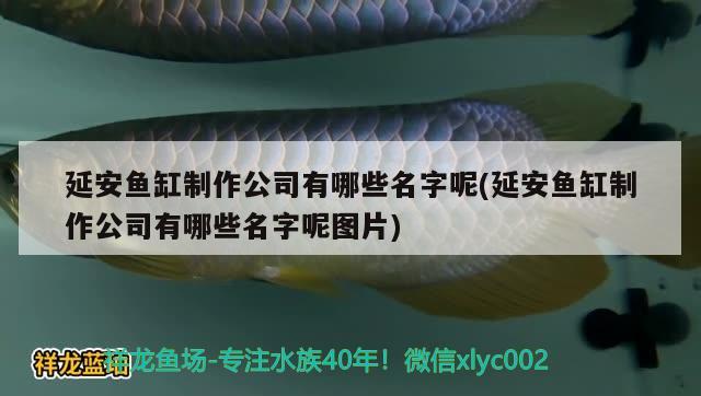 延安魚缸制作公司有哪些名字呢(延安魚缸制作公司有哪些名字呢圖片) 祥龍水族護理水 第2張