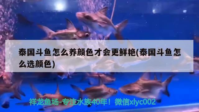 泰國斗魚怎么養(yǎng)顏色才會更鮮艷(泰國斗魚怎么選顏色)