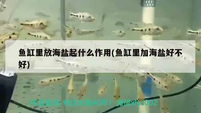 魚缸里放海鹽起什么作用(魚缸里加海鹽好不好)