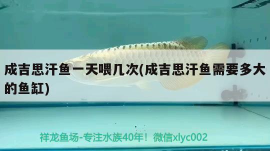 成吉思汗魚一天喂幾次(成吉思汗魚需要多大的魚缸) 觀賞魚