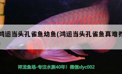 鴻運當頭孔雀魚幼魚(鴻運當頭孔雀魚真難養(yǎng)) 觀賞魚