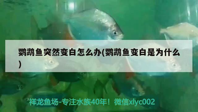 鸚鵡魚突然變白怎么辦(鸚鵡魚變白是為什么) 鸚鵡魚