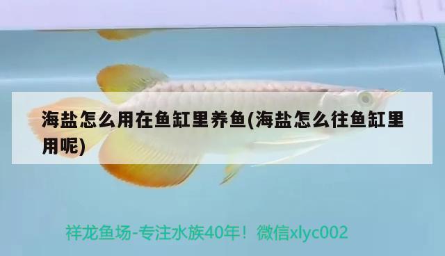 海鹽怎么用在魚缸里養(yǎng)魚(海鹽怎么往魚缸里用呢)