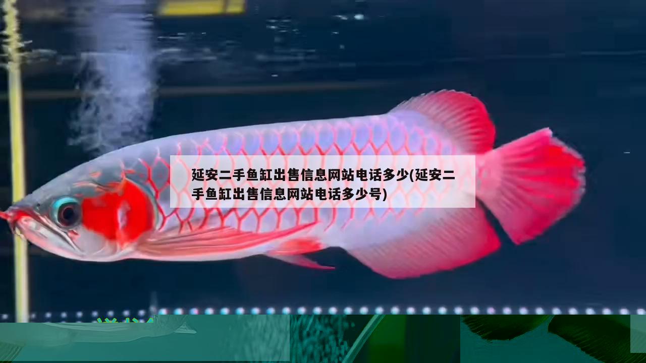 魚缸買回來(lái)后怎么處理(新魚缸開缸養(yǎng)水的正確方法) 泰國(guó)虎魚