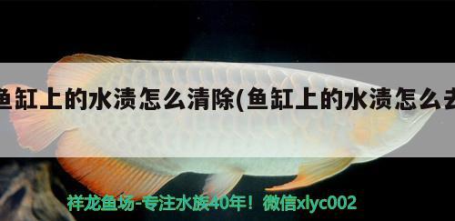 魚缸上的水漬怎么清除(魚缸上的水漬怎么去) 大嘴鯨魚