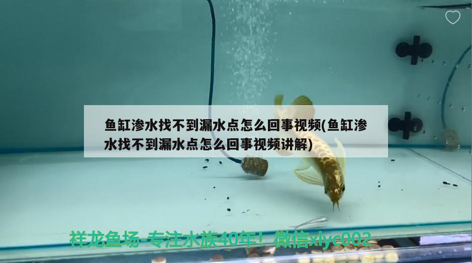 魚缸滲水找不到漏水點(diǎn)怎么回事視頻(魚缸滲水找不到漏水點(diǎn)怎么回事視頻講解) 黑白雙星