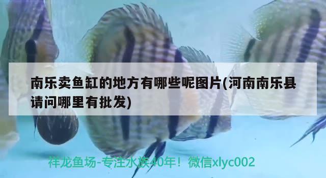 南樂賣魚缸的地方有哪些呢圖片(河南南樂縣請問哪里有批發(fā)) 狗仔（招財貓)魚苗