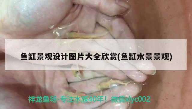 魚缸景觀設計圖片大全欣賞(魚缸水景景觀) 廣州景觀設計