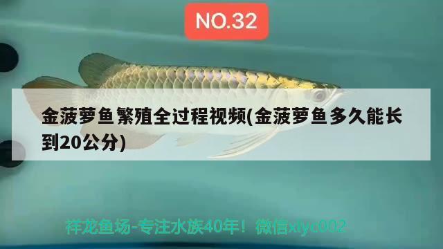 金菠蘿魚(yú)繁殖全過(guò)程視頻(金菠蘿魚(yú)多久能長(zhǎng)到20公分) 觀賞魚(yú)