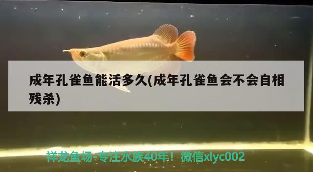 成年孔雀魚能活多久(成年孔雀魚會(huì)不會(huì)自相殘殺) 觀賞魚