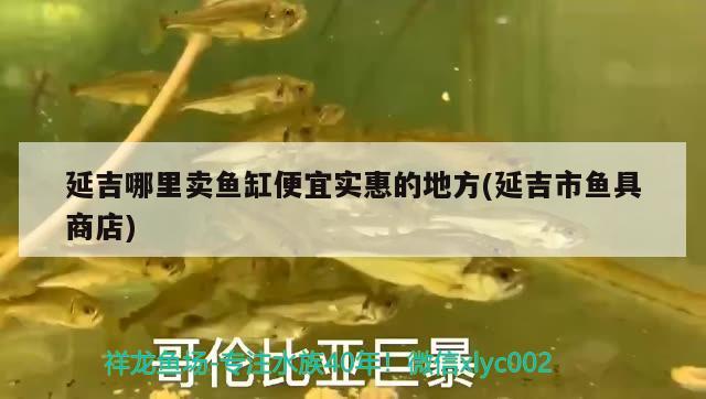 延吉哪里賣魚缸便宜實惠的地方(延吉市魚具商店) 賽級紅龍魚