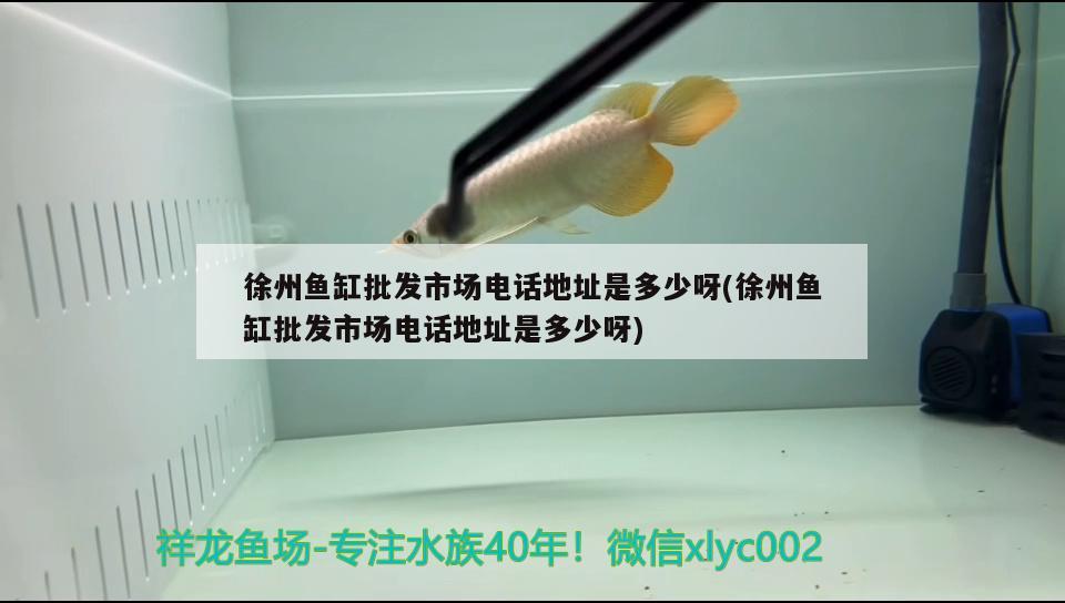 徐州魚缸批發(fā)市場電話地址是多少呀(徐州魚缸批發(fā)市場電話地址是多少呀)