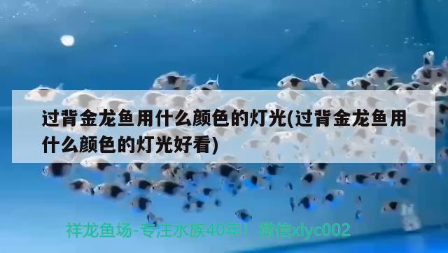 過背金龍魚用什么顏色的燈光(過背金龍魚用什么顏色的燈光好看) 過背金龍魚