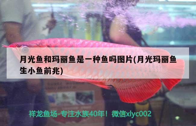 月光魚和瑪麗魚是一種魚嗎圖片(月光瑪麗魚生小魚前兆) 觀賞魚