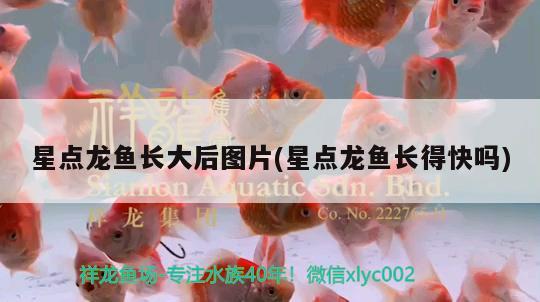 星點(diǎn)龍魚長大后圖片(星點(diǎn)龍魚長得快嗎)