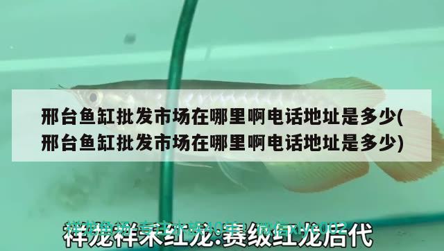 邢臺魚缸批發(fā)市場在哪里啊電話地址是多少(邢臺魚缸批發(fā)市場在哪里啊電話地址是多少)