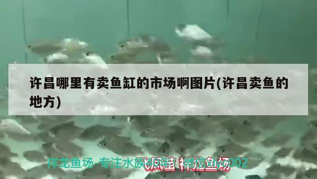 許昌哪里有賣魚缸的市場啊圖片(許昌賣魚的地方)