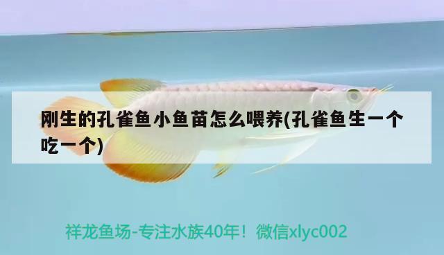 剛生的孔雀魚小魚苗怎么喂養(yǎng)(孔雀魚生一個吃一個) 觀賞魚